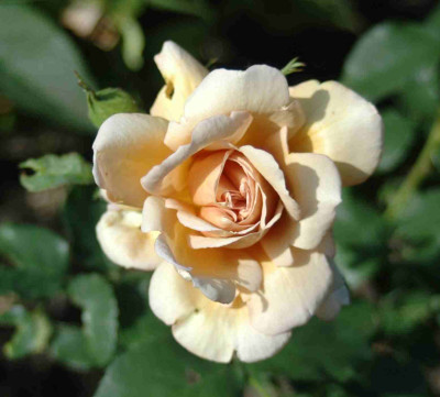 A9367a.JPG