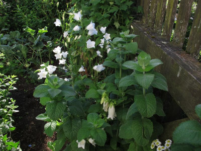 persifolia.img.JPG