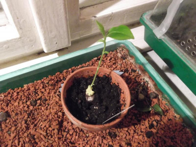DSCF6559.JPG