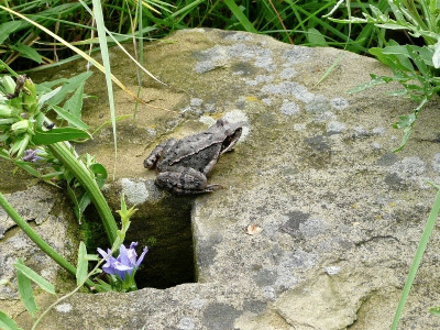 frosch.jpg