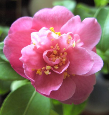 Maliflora_08.03._2.JPG