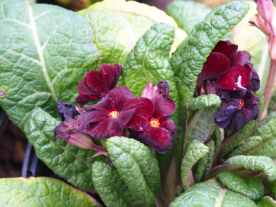 Primula Garnet Cowichan P1210001.JPG