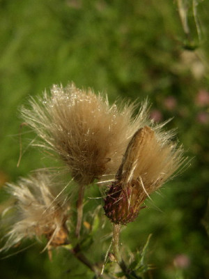 Distel.jpg