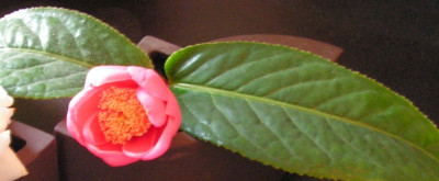 Camellia_ampexicaulis_079.jpg