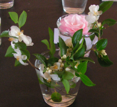 Camellia_lutchuensis_057.jpg