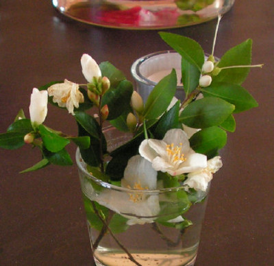 Camellia_transnokoensis_045.jpg