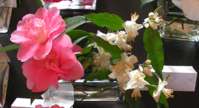 Camellia_Little_Lavender_-_tsai_048.jpg