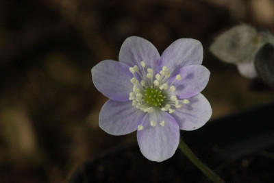 nob-var-optusa_0061-k.jpg