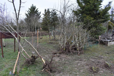 Obstgarten Schüle Kirschen Umpflanzung 001.JPG