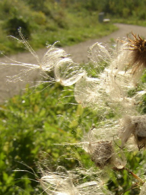 Distel2.jpg