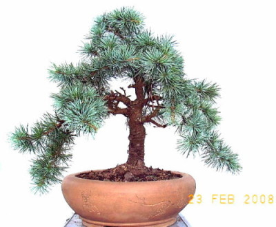 Cedrus_atlantica_2______Atlas_-Zeder.JPG