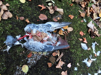 totervogel.JPG