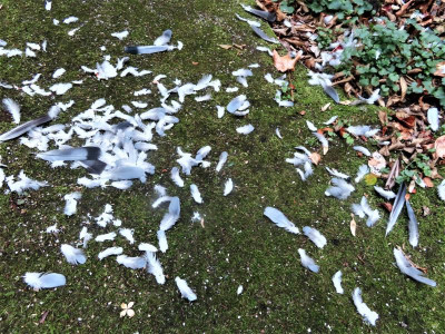 totervogel1.JPG