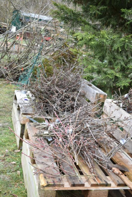 Obstgarten Schüle Kirschen Umpflanzung 008.JPG