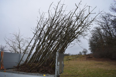 Obstgarten Schüle Kirschen Umpflanzung 004.JPG