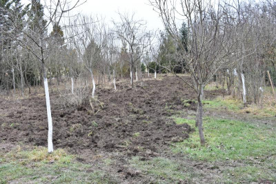 Obstgarten Schüle Kirschen Umpflanzung 010.JPG