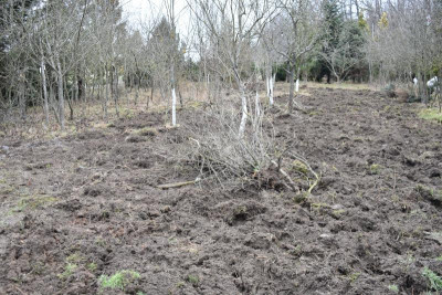 Obstgarten Schüle Kirschen Umpflanzung 011.JPG