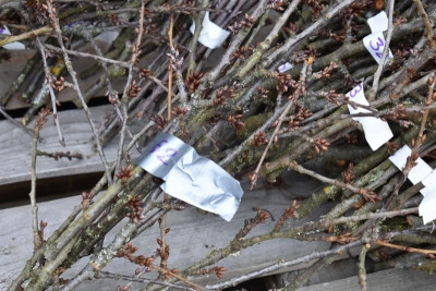 Obstgarten Schüle Kirschen Umpflanzung 009.JPG