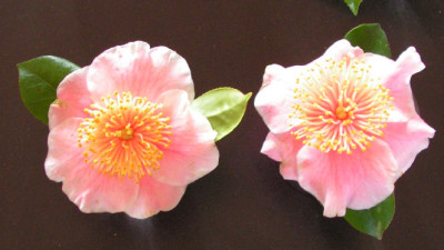 Camellia_Higo_047.jpg