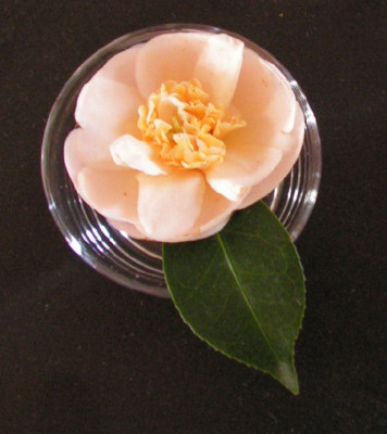 Camellia_Botanyuki_056.jpg