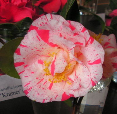 Camellia_Higurashi_052.jpg