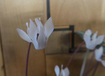 Cyclamen balearicum 'Cevennes' 220122.jpg