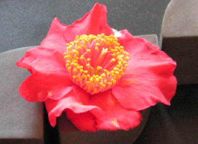 Camellia_Hiodoshi_073.jpg