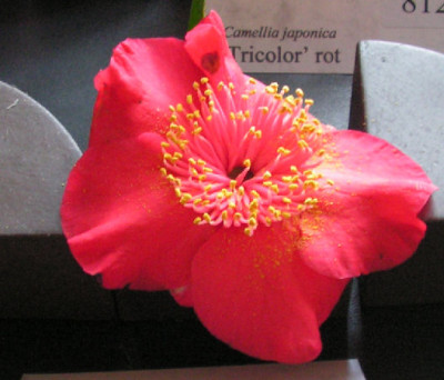 Camellia_Hiodoshi_084.jpg
