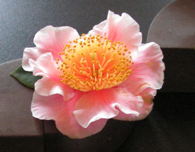 Camellia_Mikuni_no_homare_074.jpg