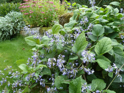 Clematis 'Cote d'Azure'_P1090328.JPG