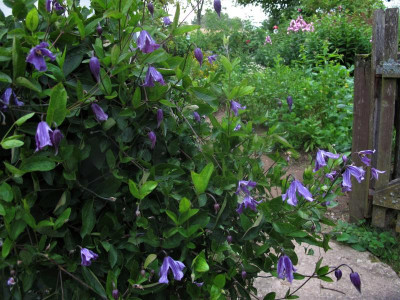 clematis.JPG