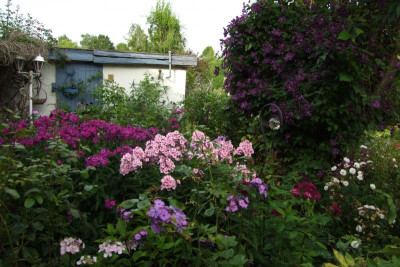 Phlox Hof.JPG