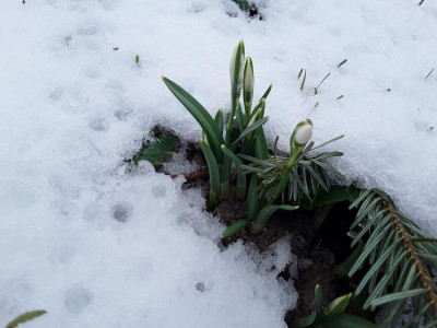 ImSchnee.jpg