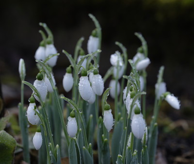 DSC_4155_DxO.jpg