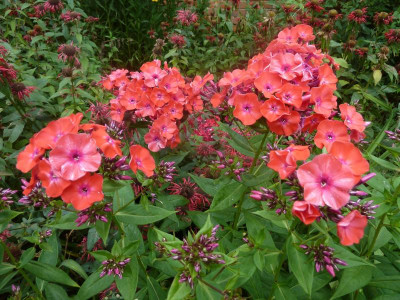 Phlox 'Orange Perfection'_P1090100.JPG