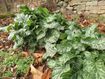 Arum italicum 20220118.jpg