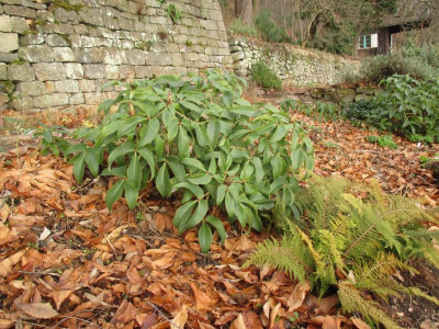 Helleborus argutifolius 20220118.jpg