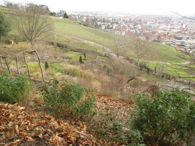 Blick vom Farnbeet 20220118.jpg