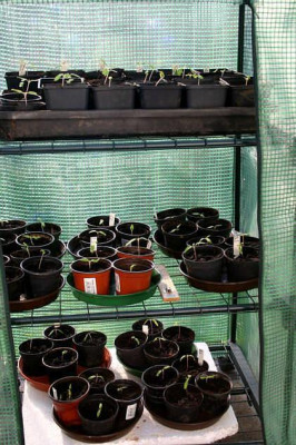 Tomaten0107b.jpg