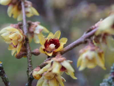 Chimonanthus praecox P1230006.JPG
