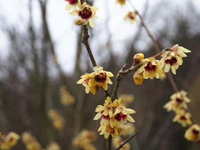 Chimonanthus praecox P1230007.JPG