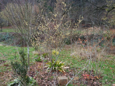 Chimonanthus praecox P1230010.JPG