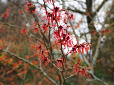 Hamamelis 'Diane' P1230013.JPG