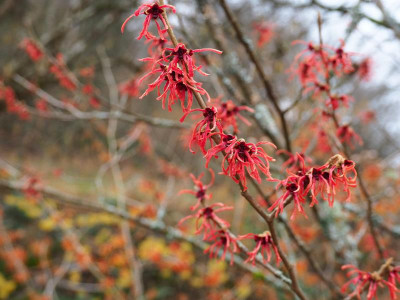 Hamamelis 'Diane' P1230014.JPG