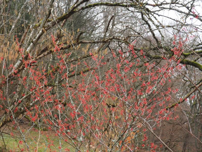 Hamamelis 'Diane' P1230026.JPG