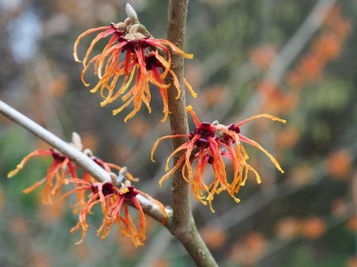 Hamamelis 'Jelena' P1230016.JPG