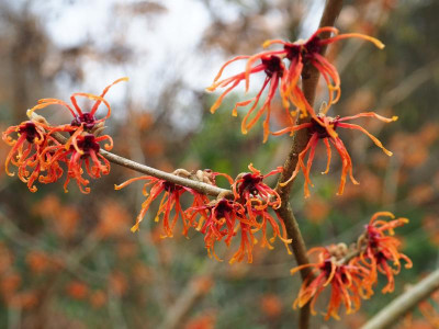 Hamamelis 'Jelena' P1230017.JPG