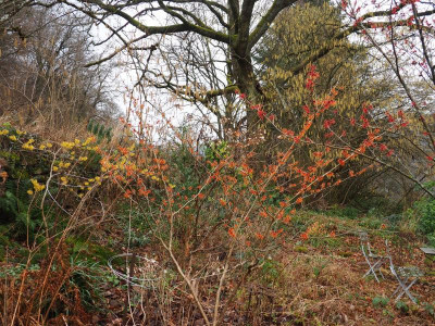 Hamamelis 'Jelena' P1230029.JPG