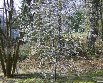 Kirschpflaume-hochstamm.jpg