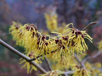Hamamelis 'Pallida' P1230019.JPG